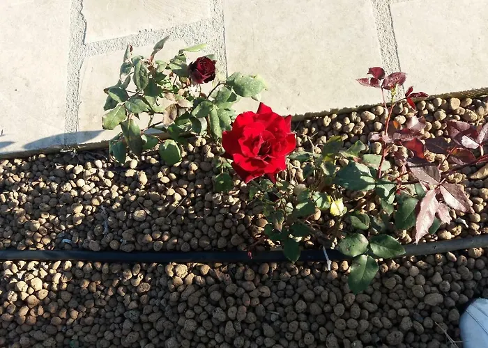 Le Due Cisterne Di Vizzino Gianna לינה וארוחת בוקר ורנולה